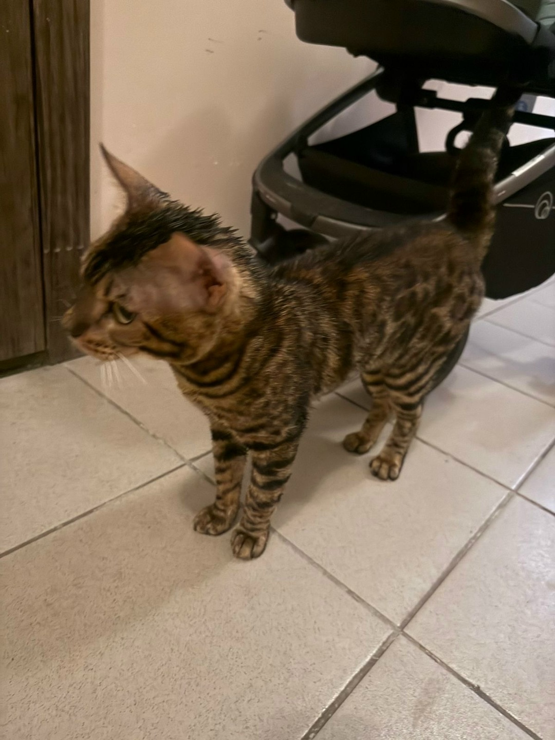 Найдена кошка в Тамбове — фото объявления