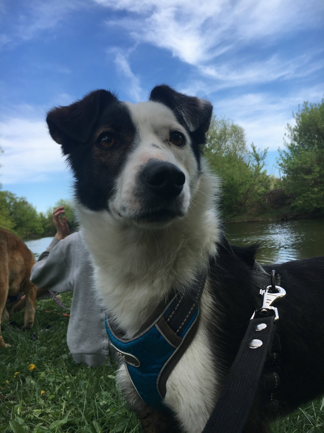 Найдена собака в Тамбове — фото объявления