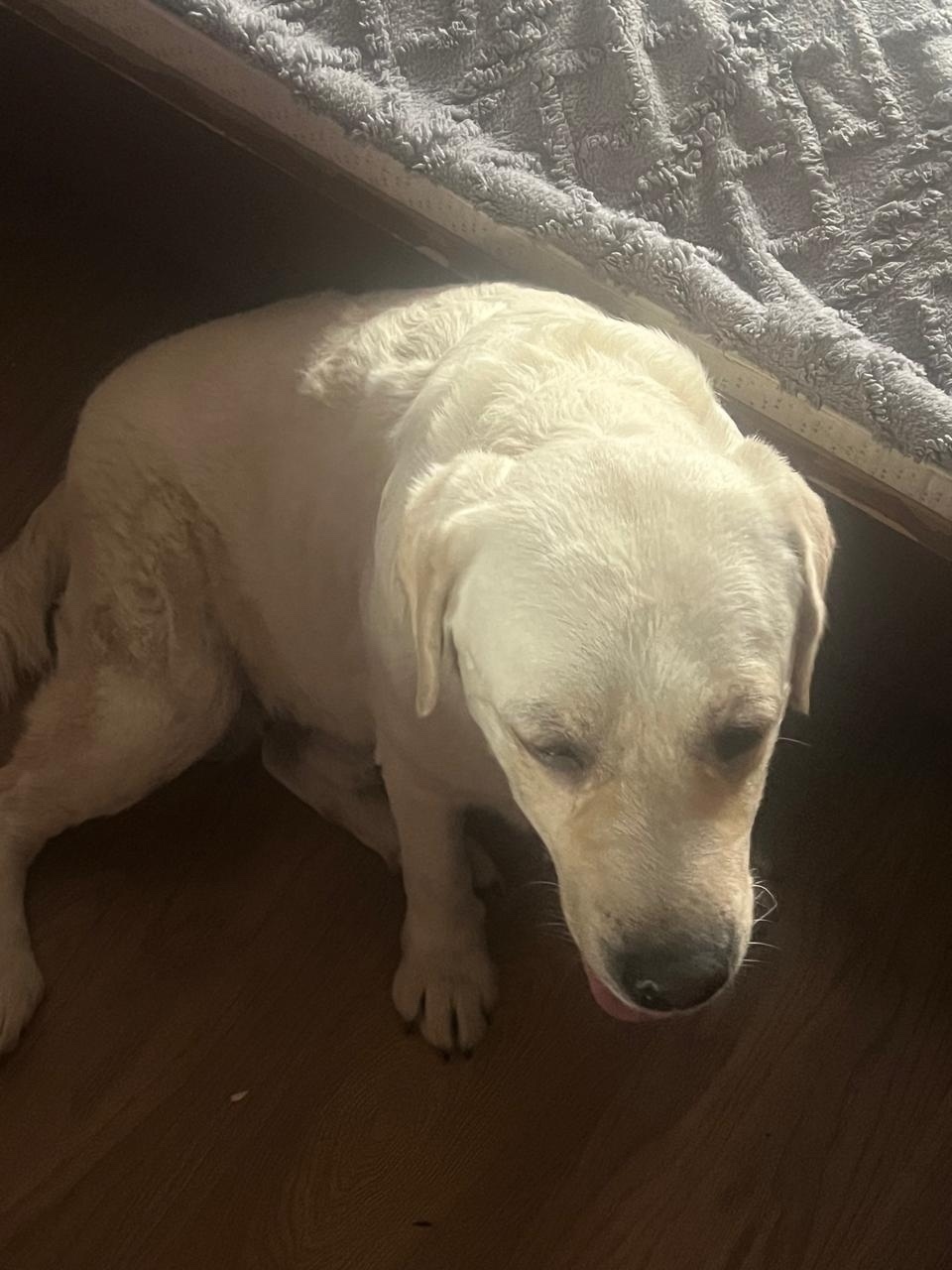 Найдена собака в Тамбове — фото объявления