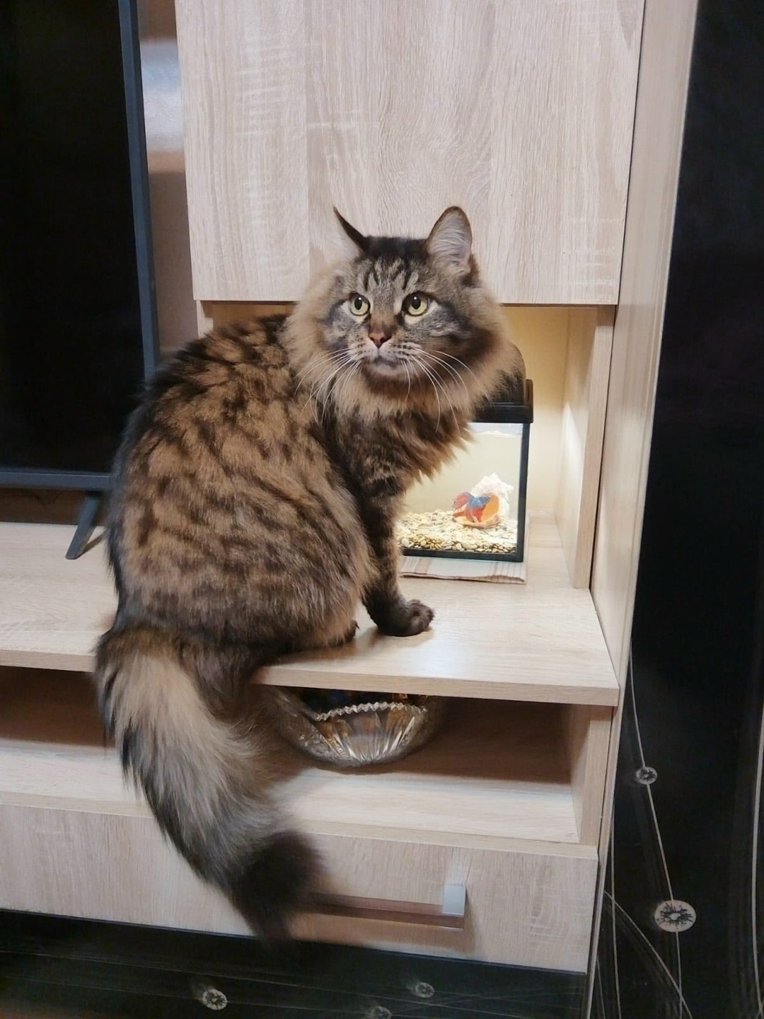 Найдена собака в Тамбове — фото объявления