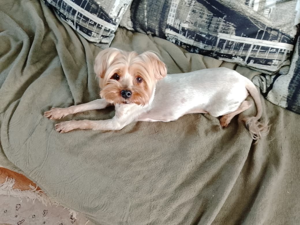 Найдена собака в Тамбове — фото объявления