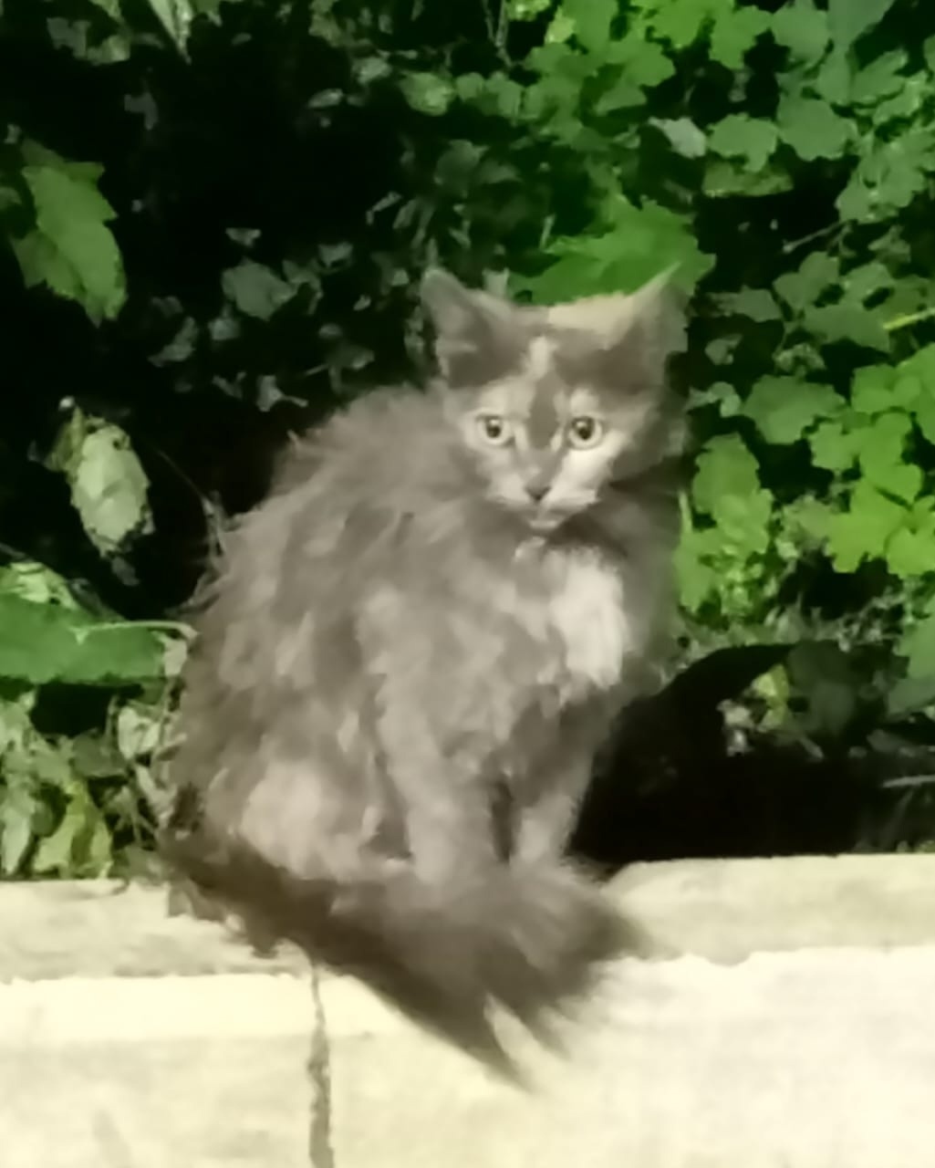 Найдена собака в Тамбове — фото объявления