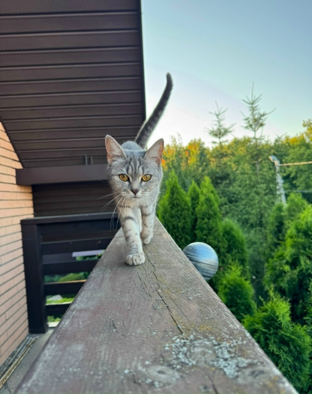 Пропала кошка в Тамбове — фото объявления