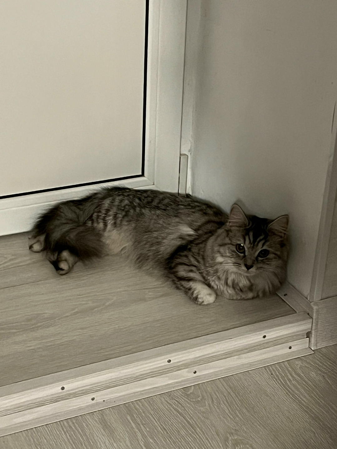 Найдена собака в Тамбове — фото объявления