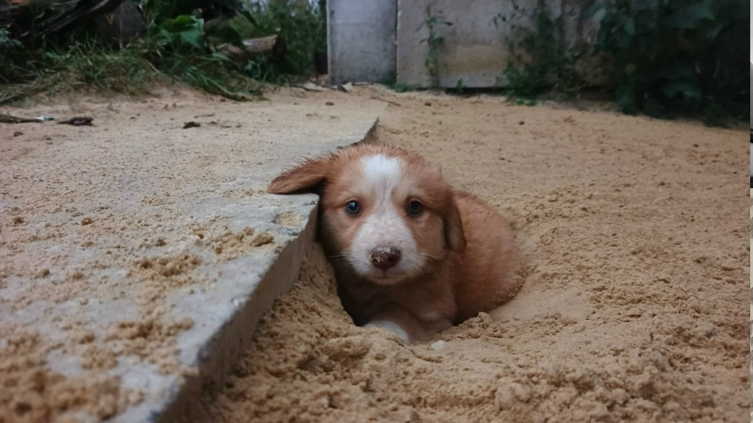 Найдена собака в Тамбове — фото объявления