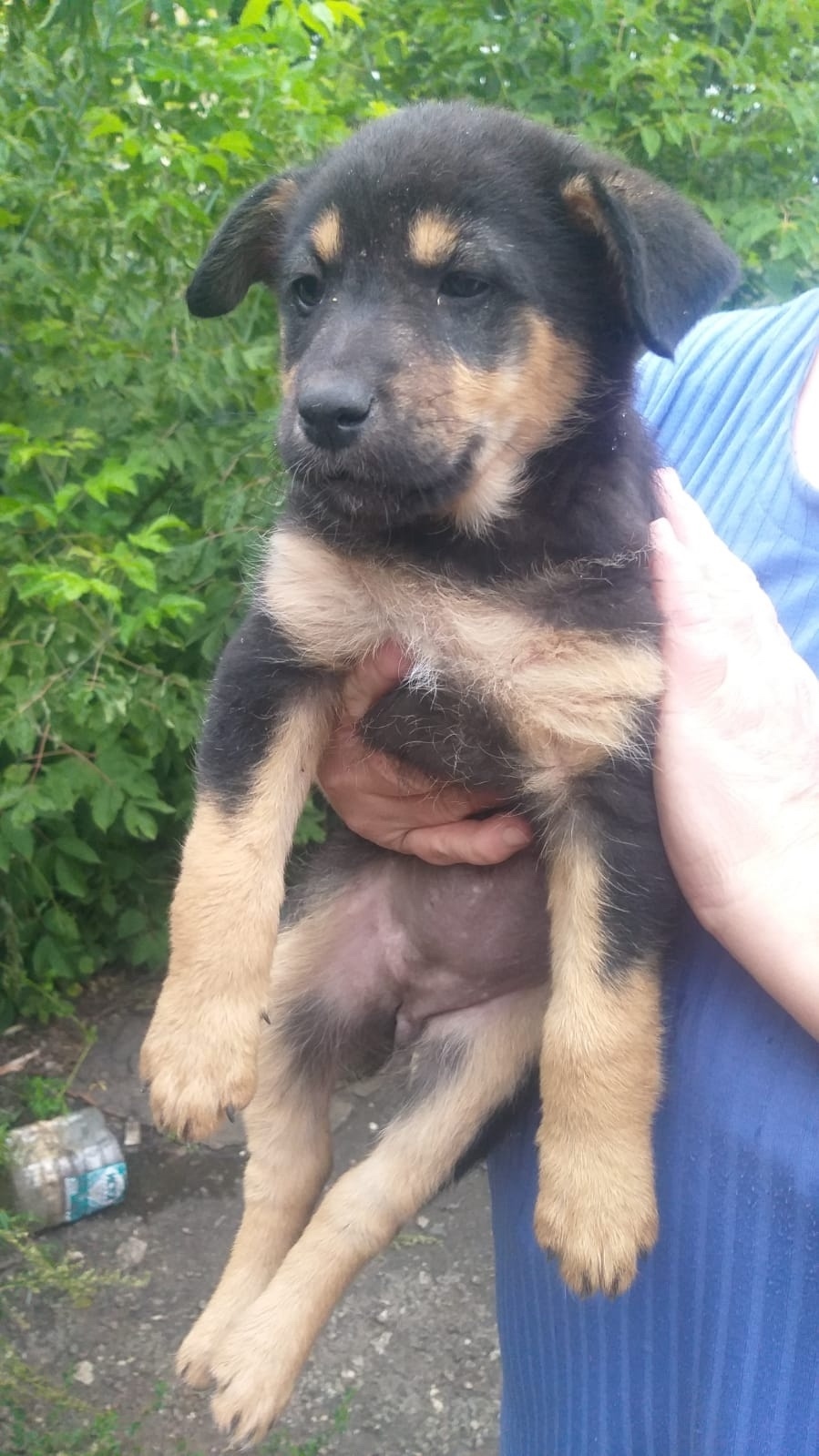 Найдена собака в Тамбове — фото объявления