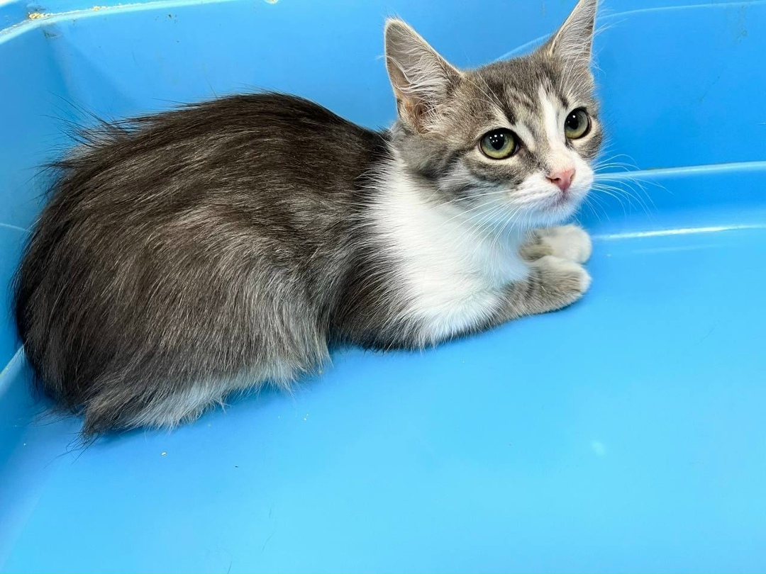 Найдена собака в Тамбове — фото объявления