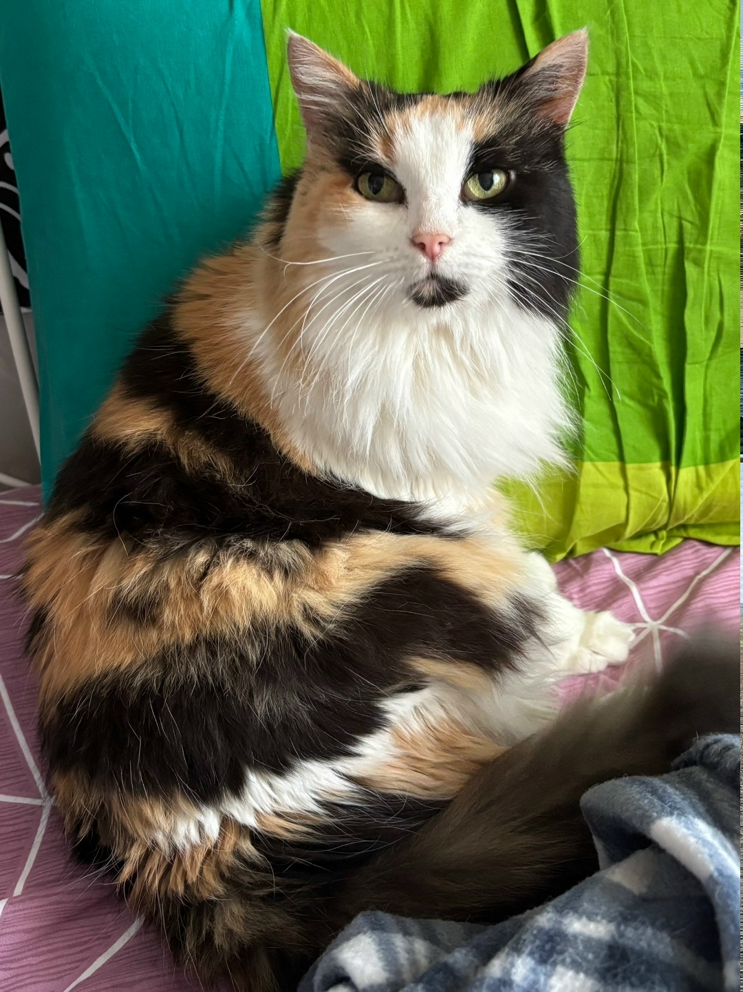 Найдена собака в Тамбове — фото объявления