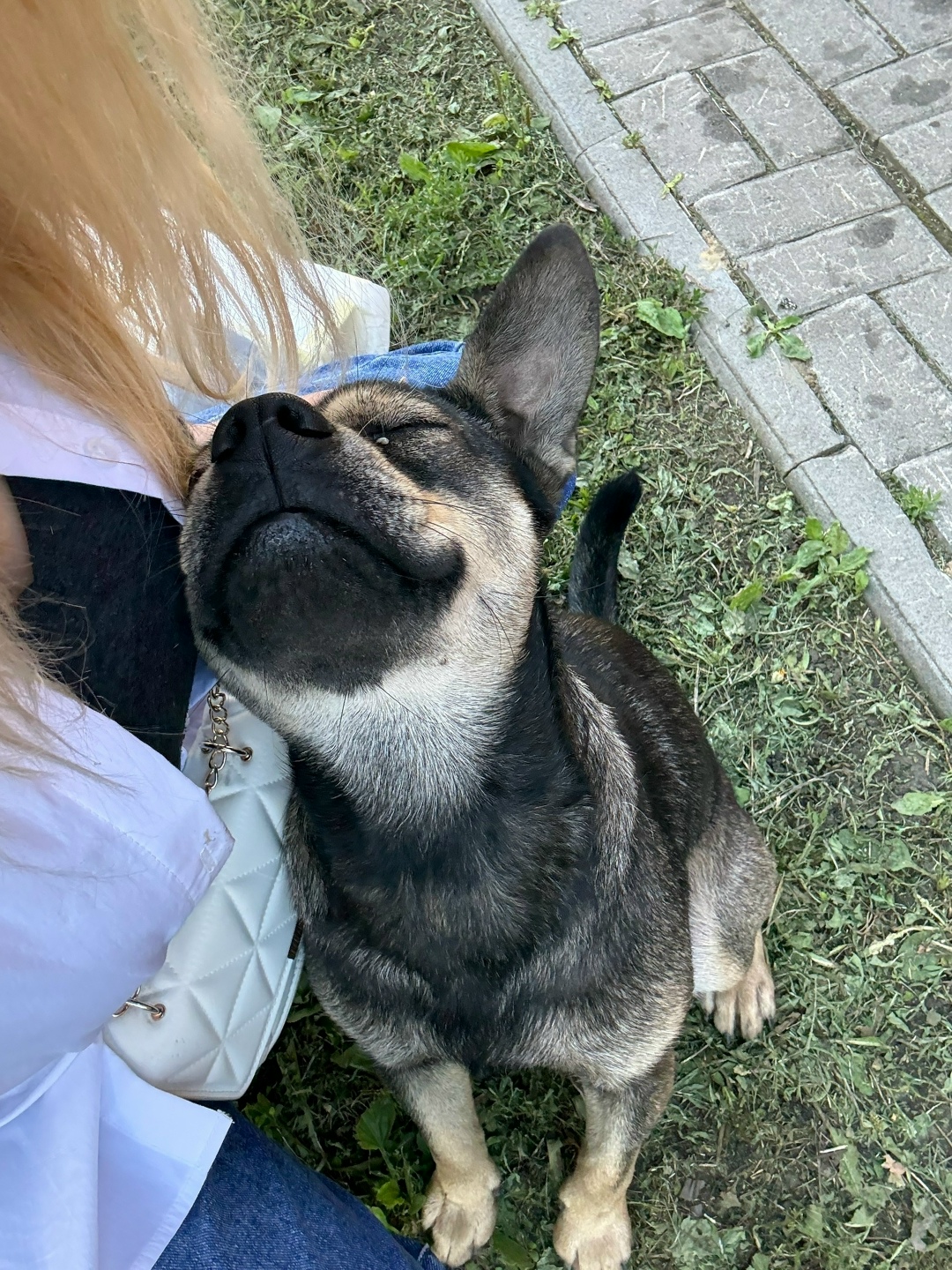 Найдена собака в Тамбове — фото объявления