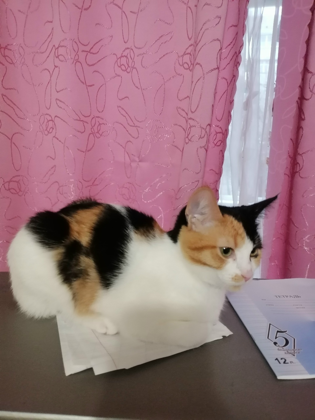 Найдена собака в Тамбове — фото объявления