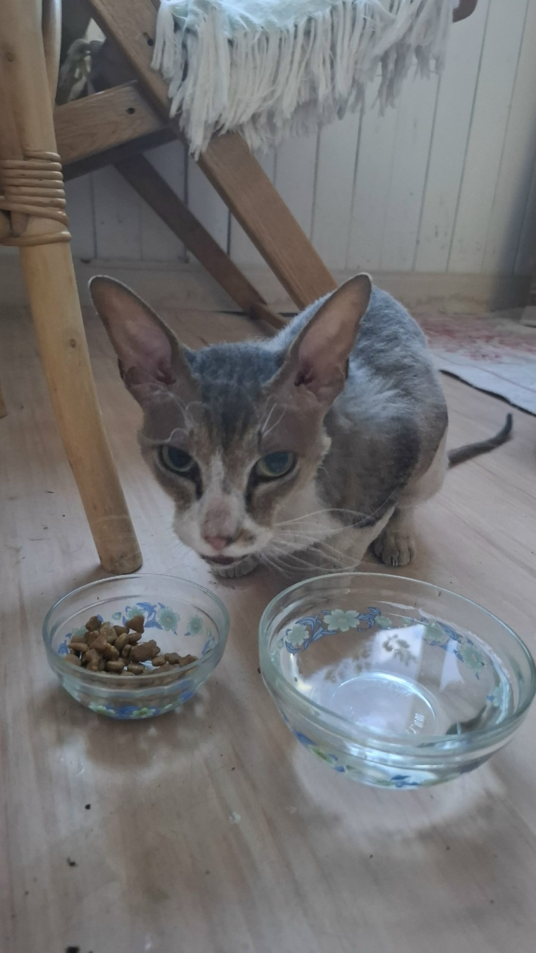 Найдена собака в Тамбове — фото объявления