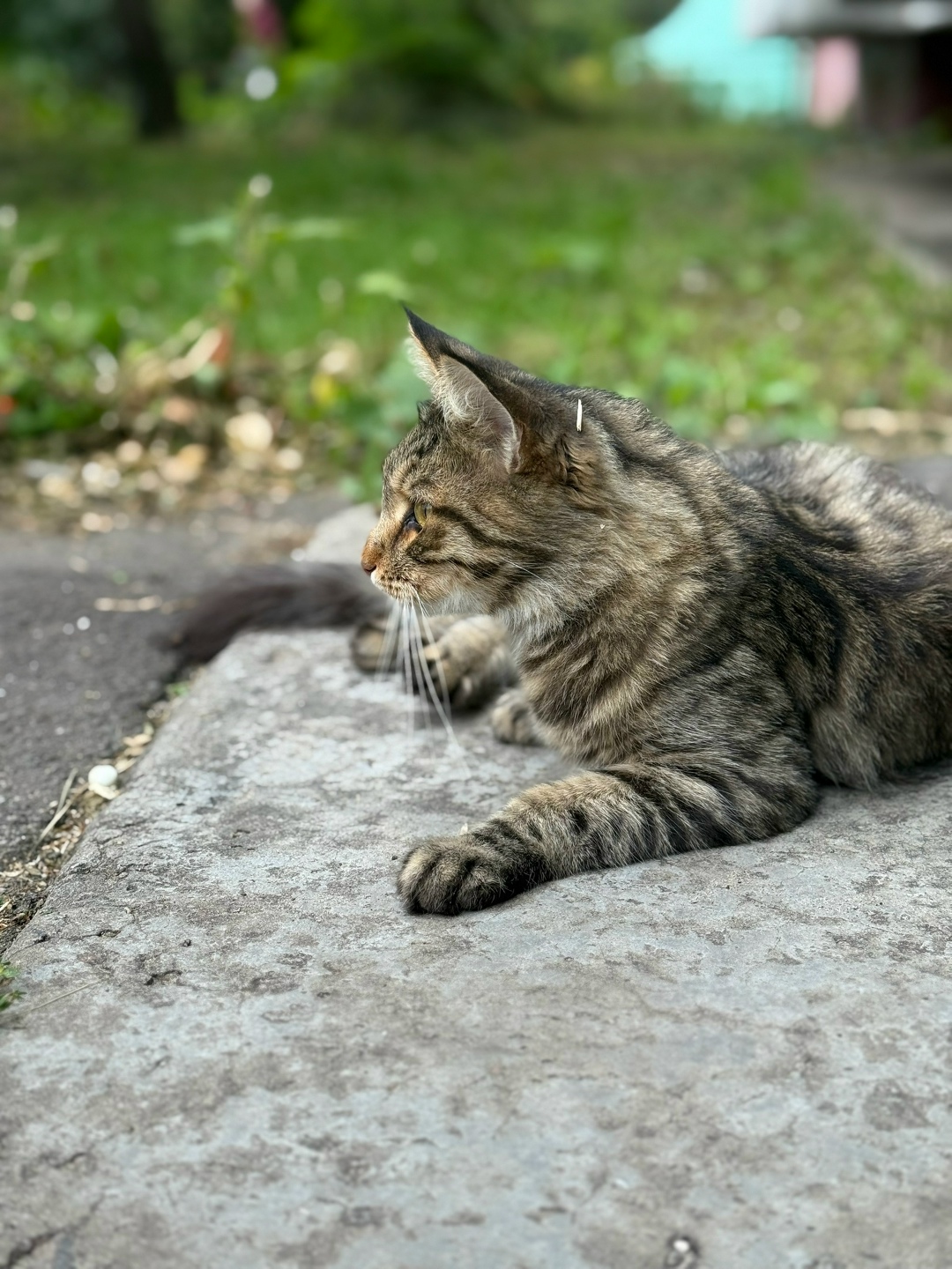 Найдена собака в Тамбове — фото объявления