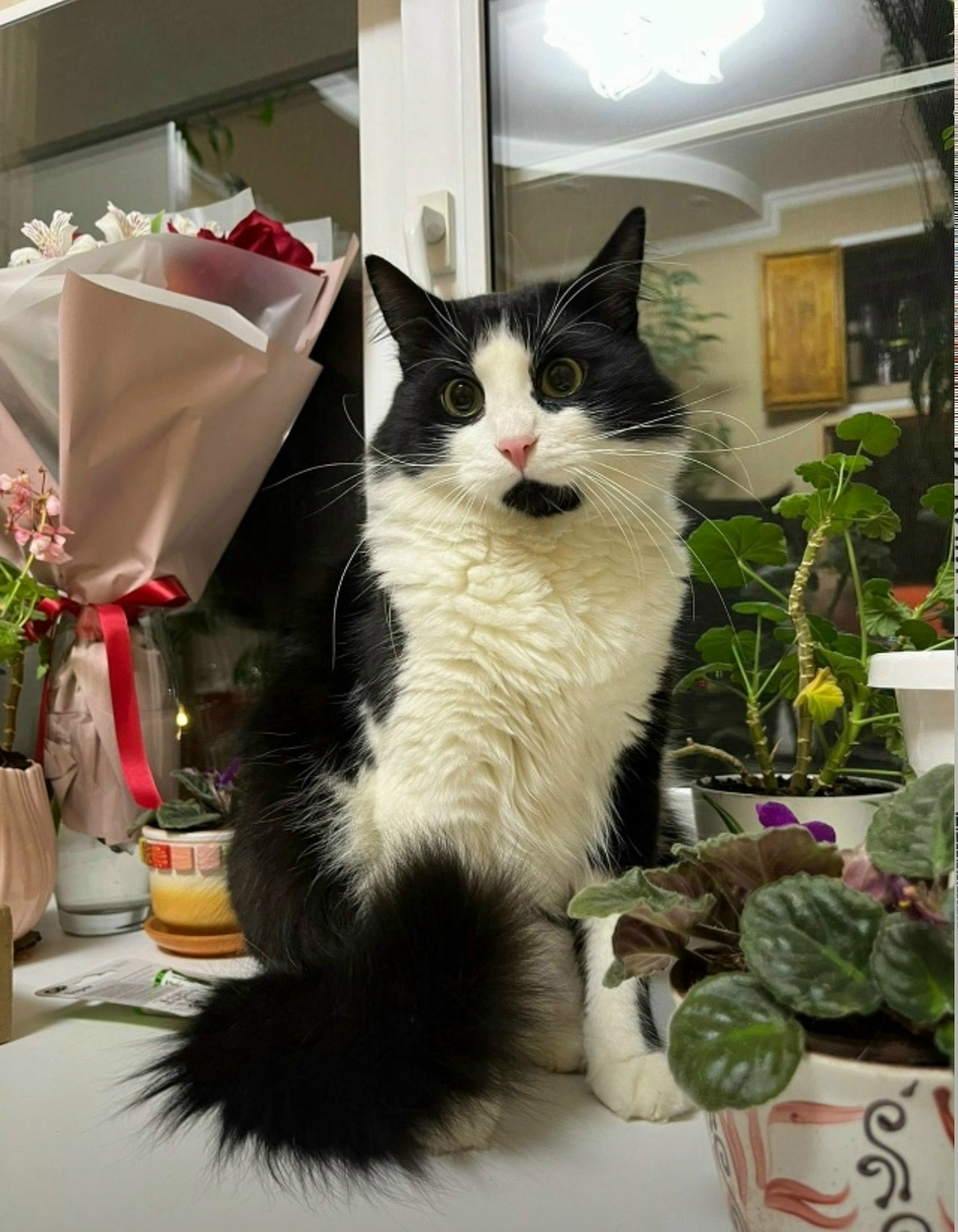 Найдена кошка в Тамбове — фото объявления