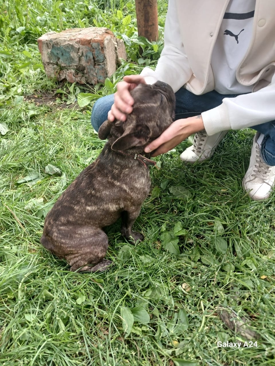 Найдена собака в Тамбове — фото объявления