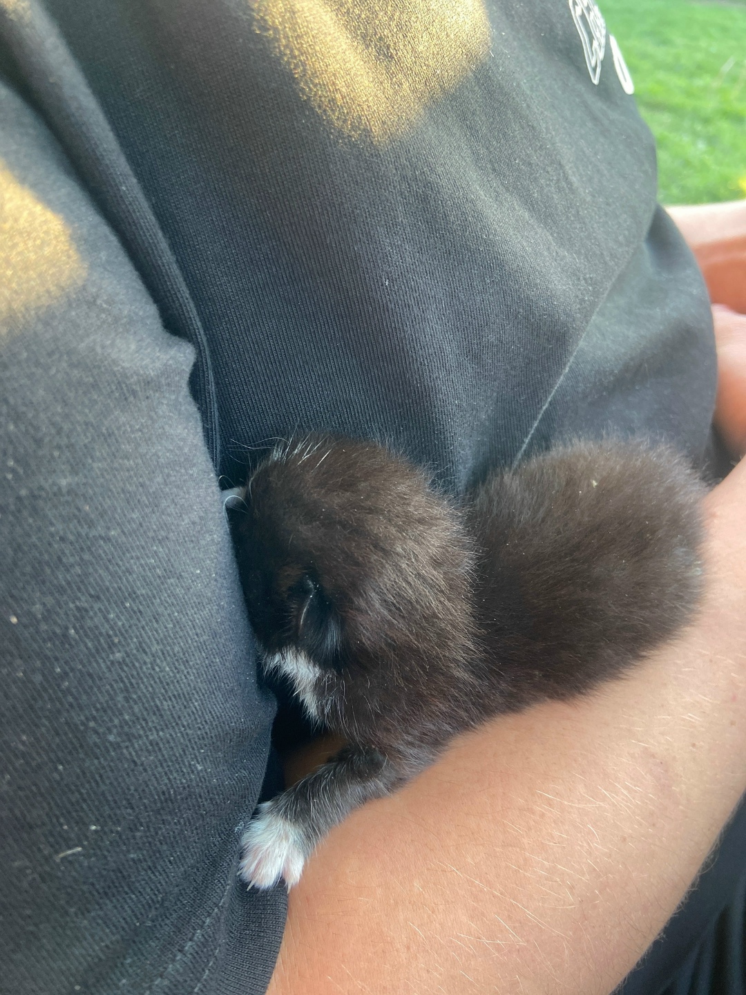 Найдена собака в Тамбове — фото объявления