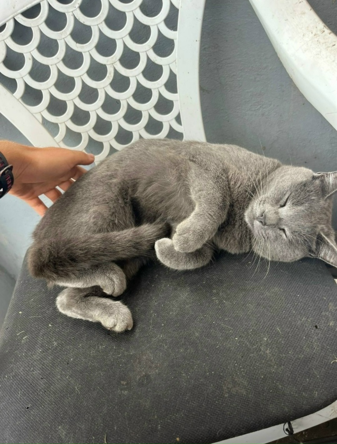 Пропала кошка в Тамбове — фото объявления