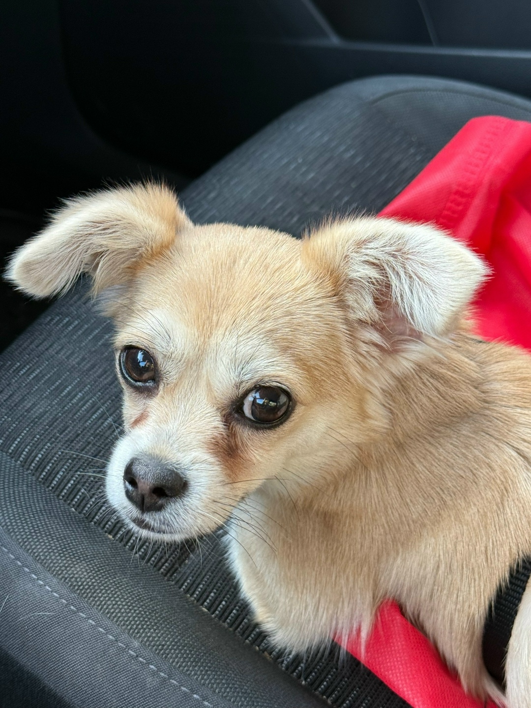 Найдена собака в Тамбове — фото объявления