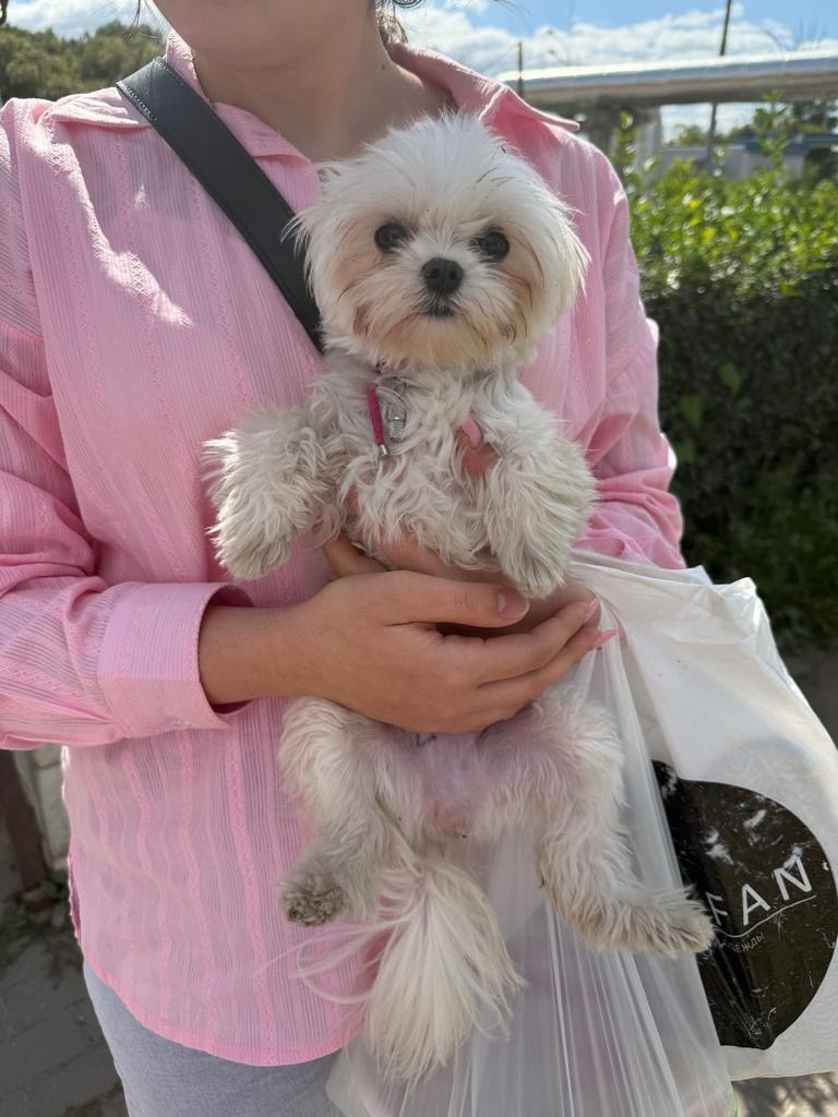 Найдена собака в Тамбове — фото объявления