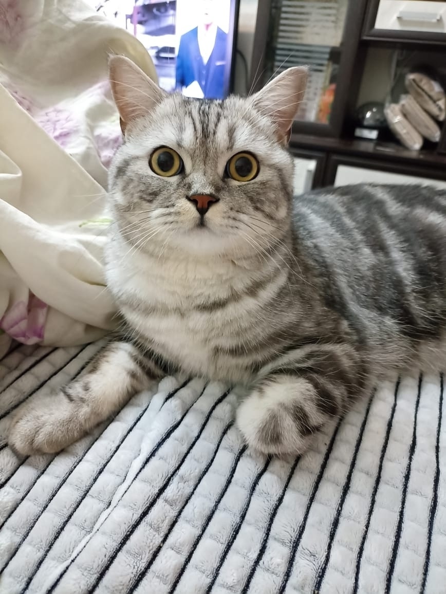 Найдена собака в Тамбове — фото объявления