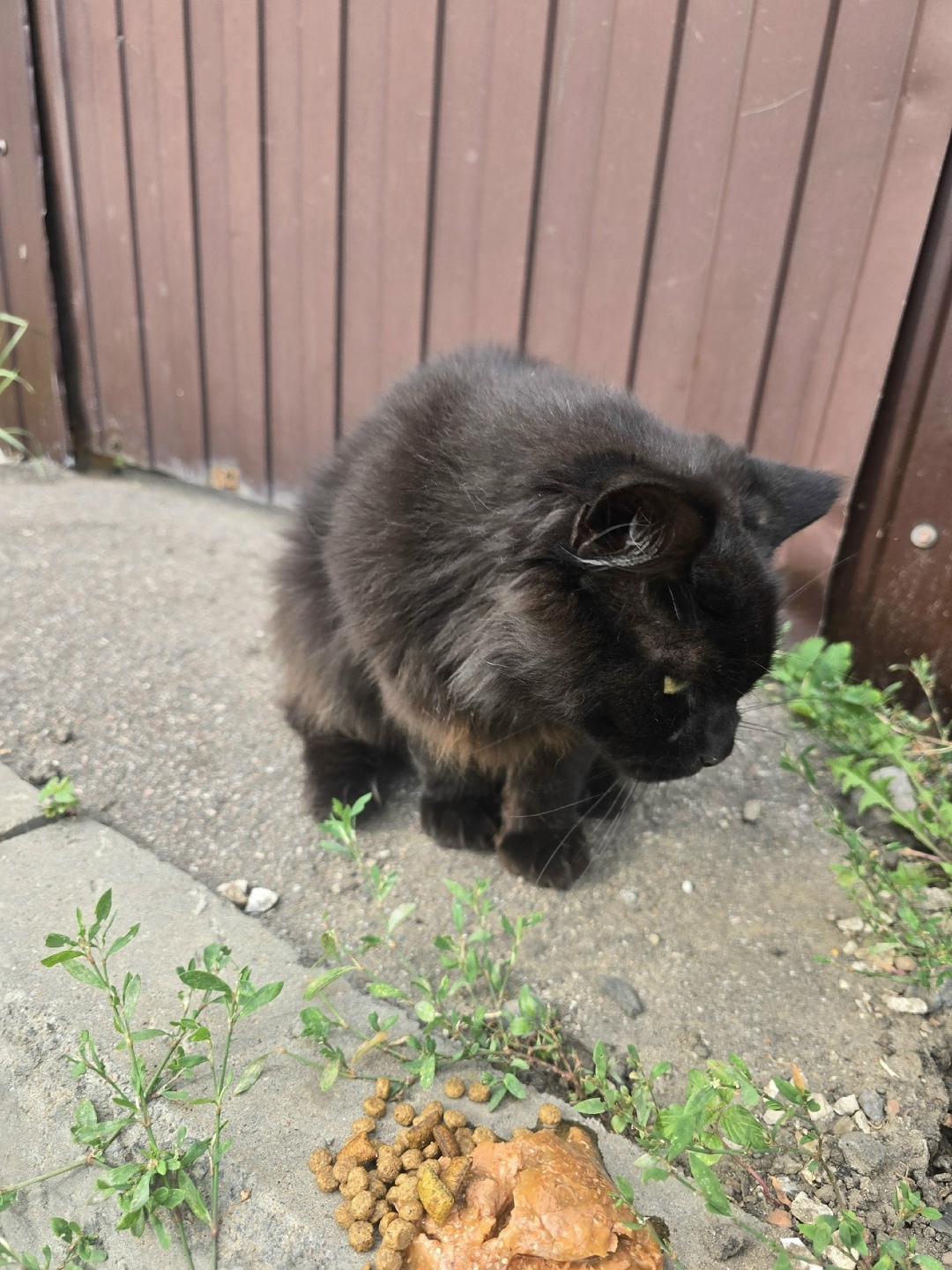 Найдена собака в Тамбове — фото объявления