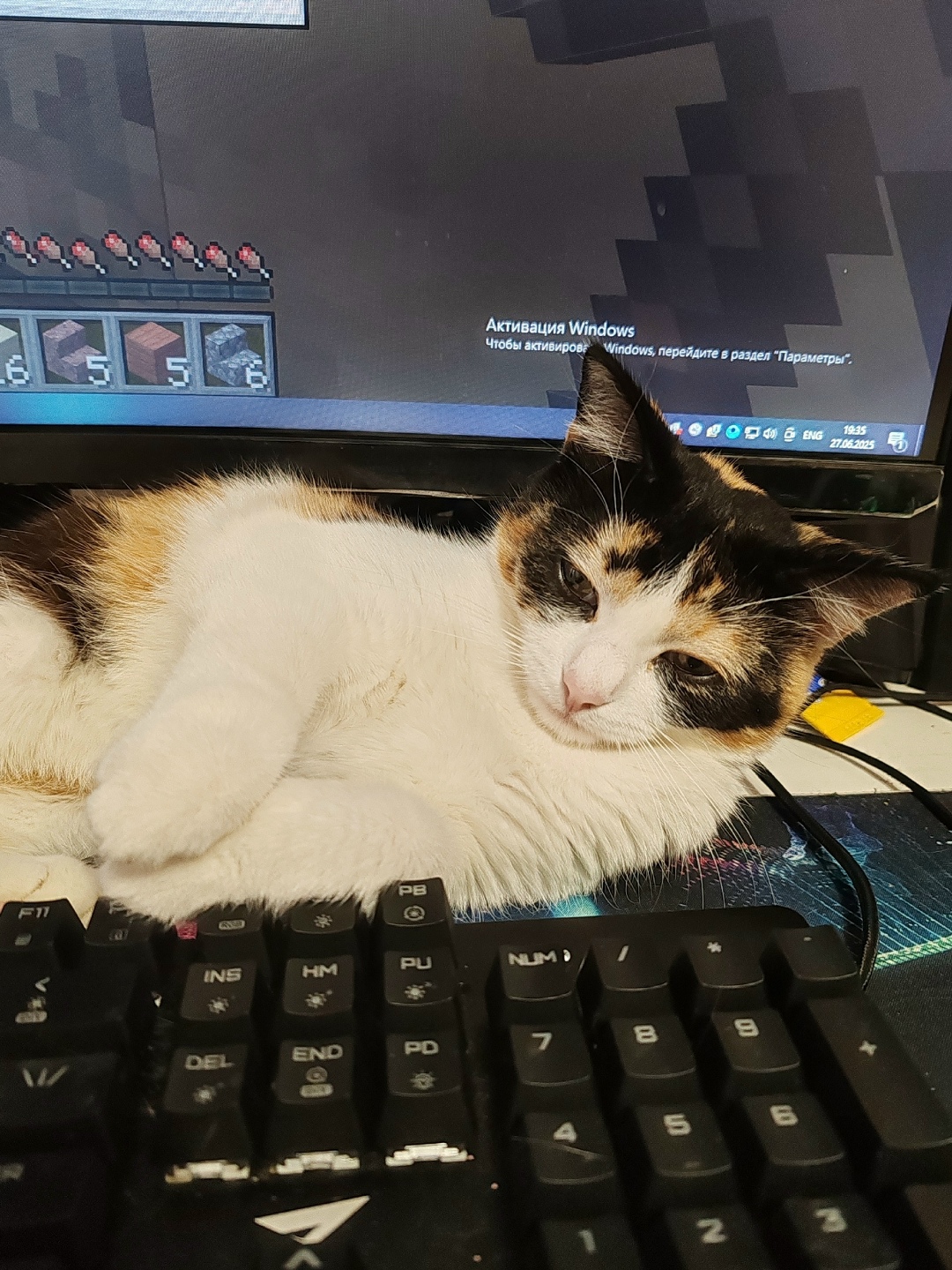 Найдена собака в Тамбове — фото объявления