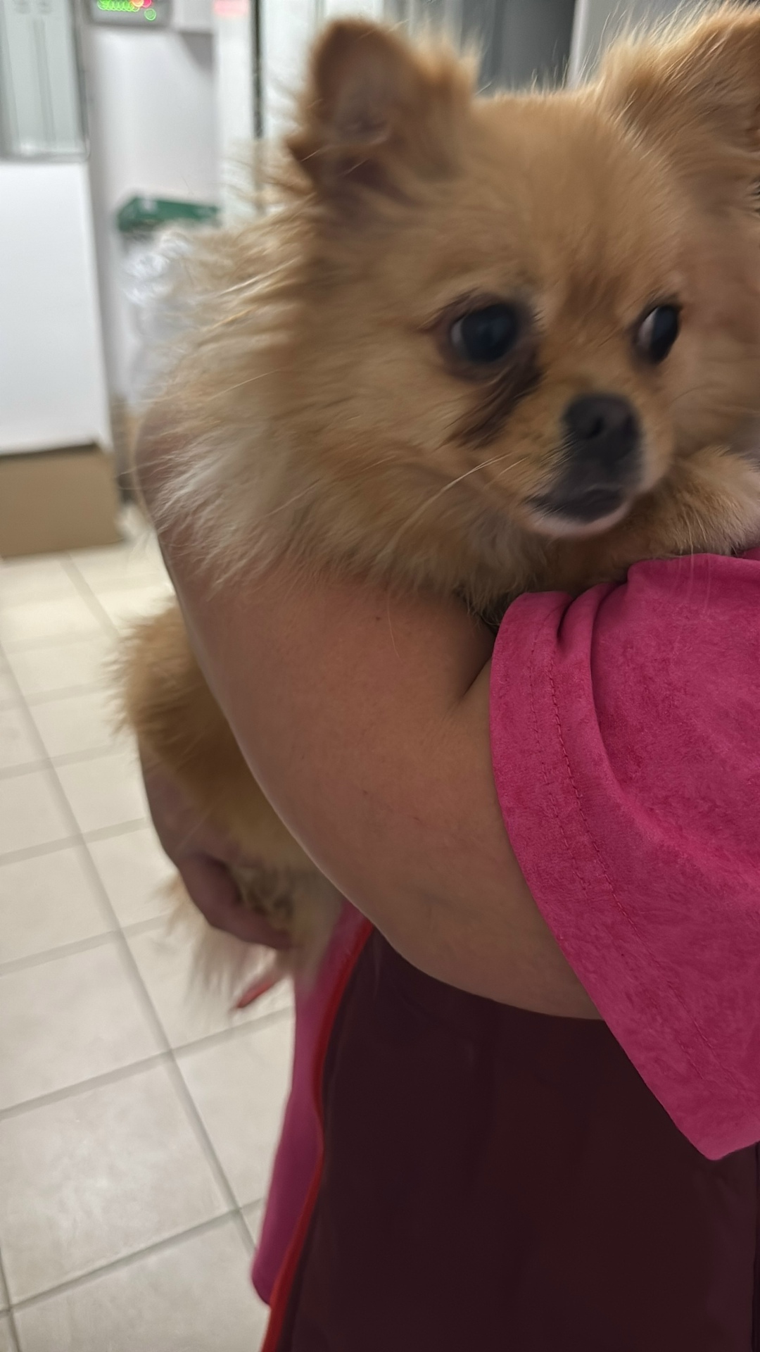 Найдена собака в Тамбове — фото объявления