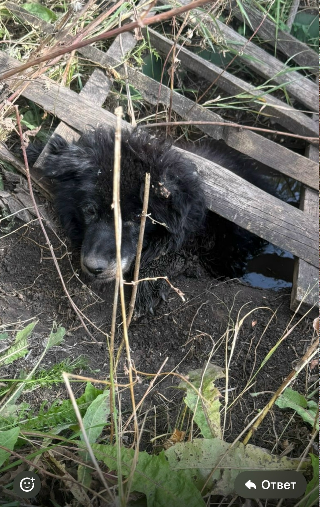 Найдена собака в Тамбове — фото объявления