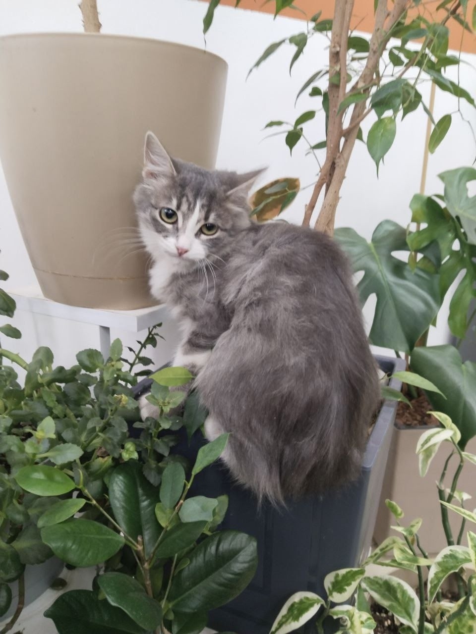 Найдена собака в Тамбове — фото объявления