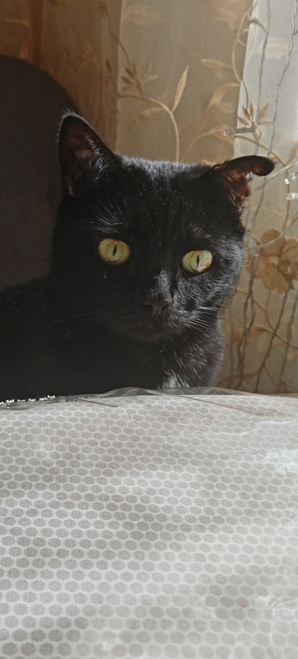 Найдена собака в Тамбове — фото объявления