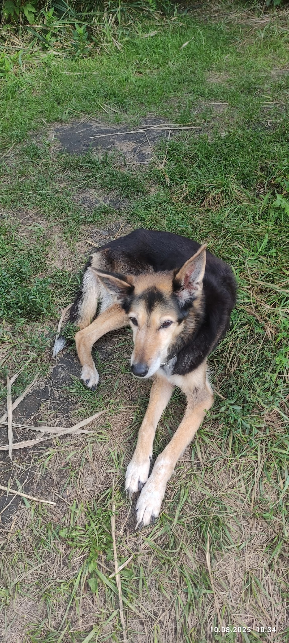 Найдена собака в Тамбове — фото объявления