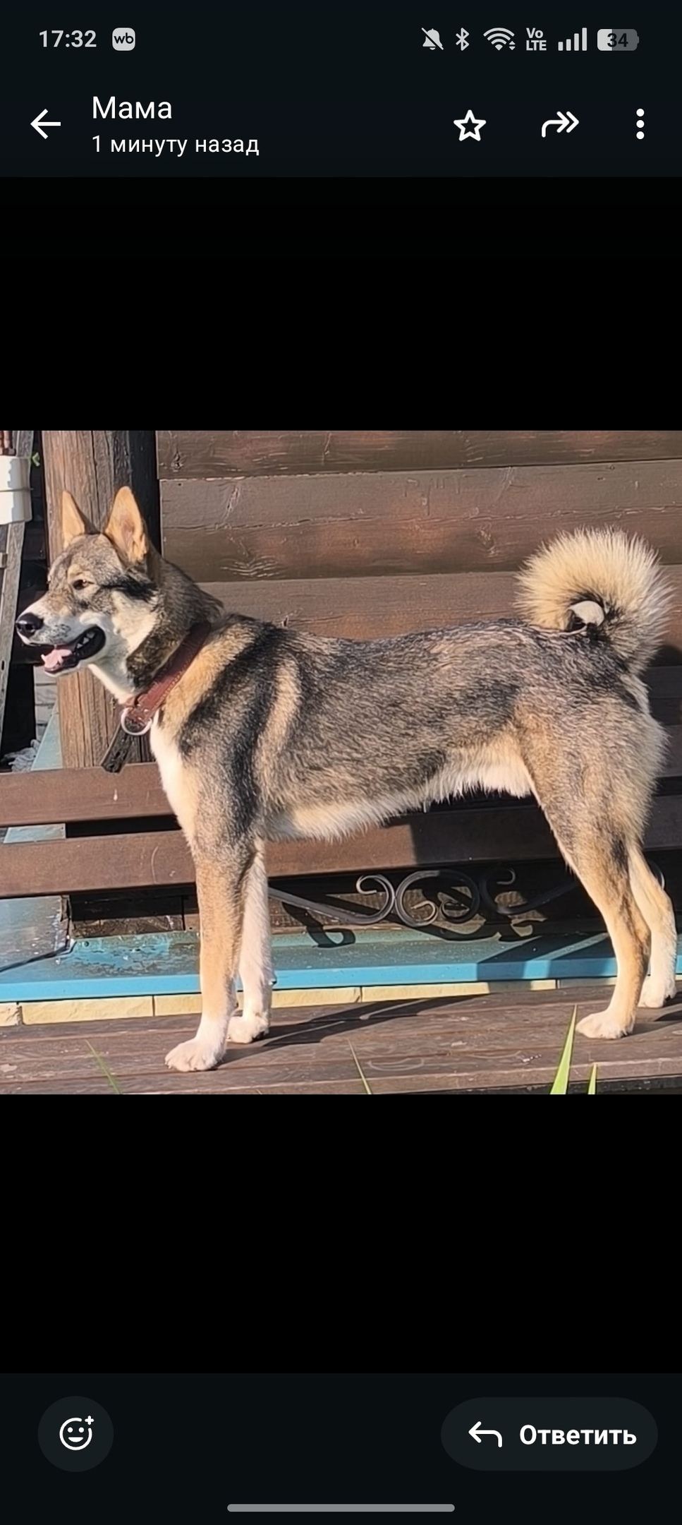 Найдена собака в Тамбове — фото объявления