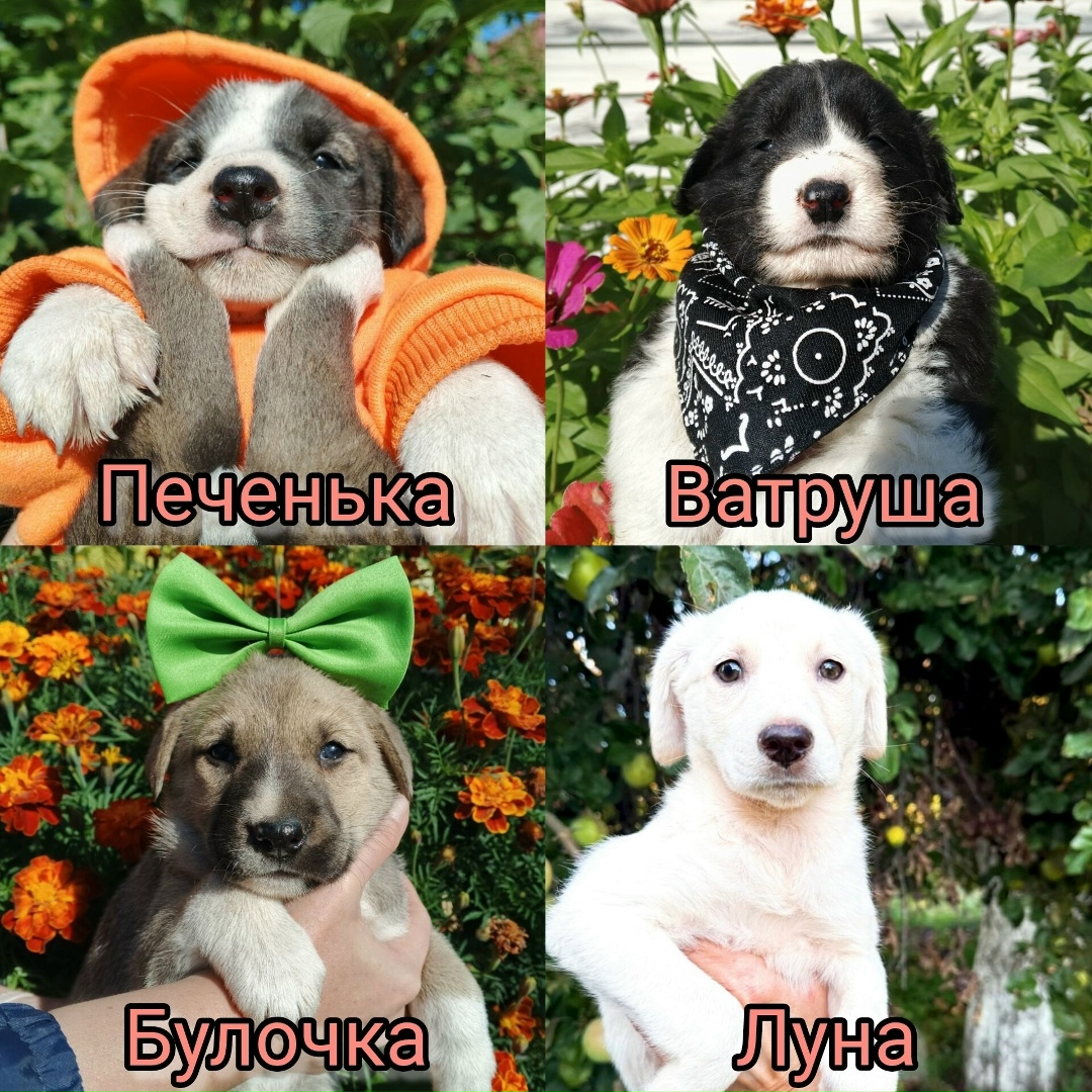 Найдена собака в Тамбове — фото объявления