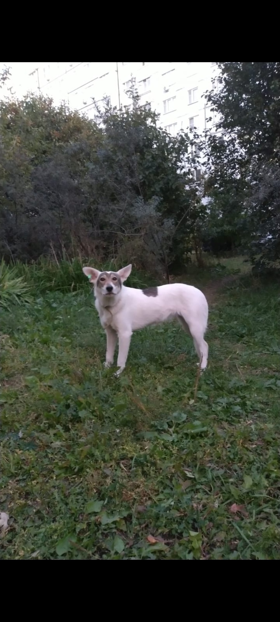 Найдена собака в Тамбове — фото объявления