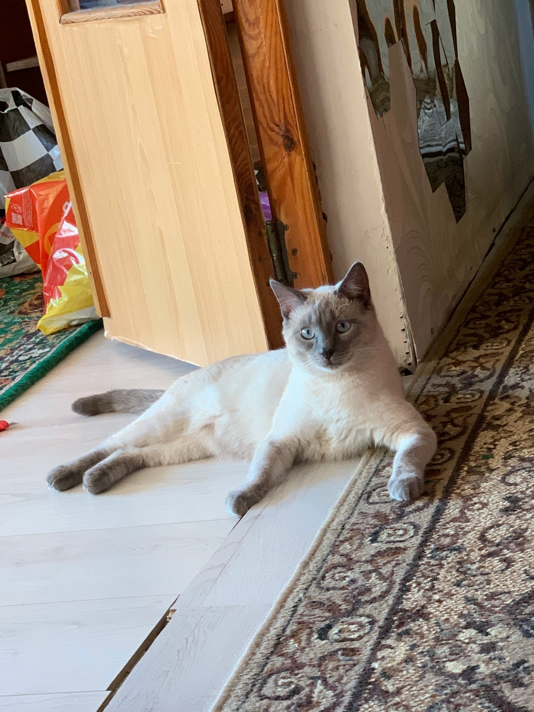 Найдена собака в Тамбове — фото объявления