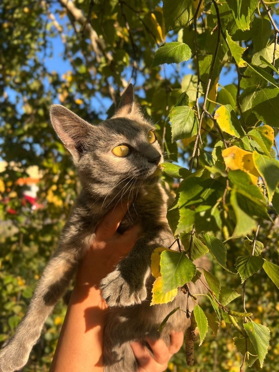 Найдена собака в Тамбове — фото объявления
