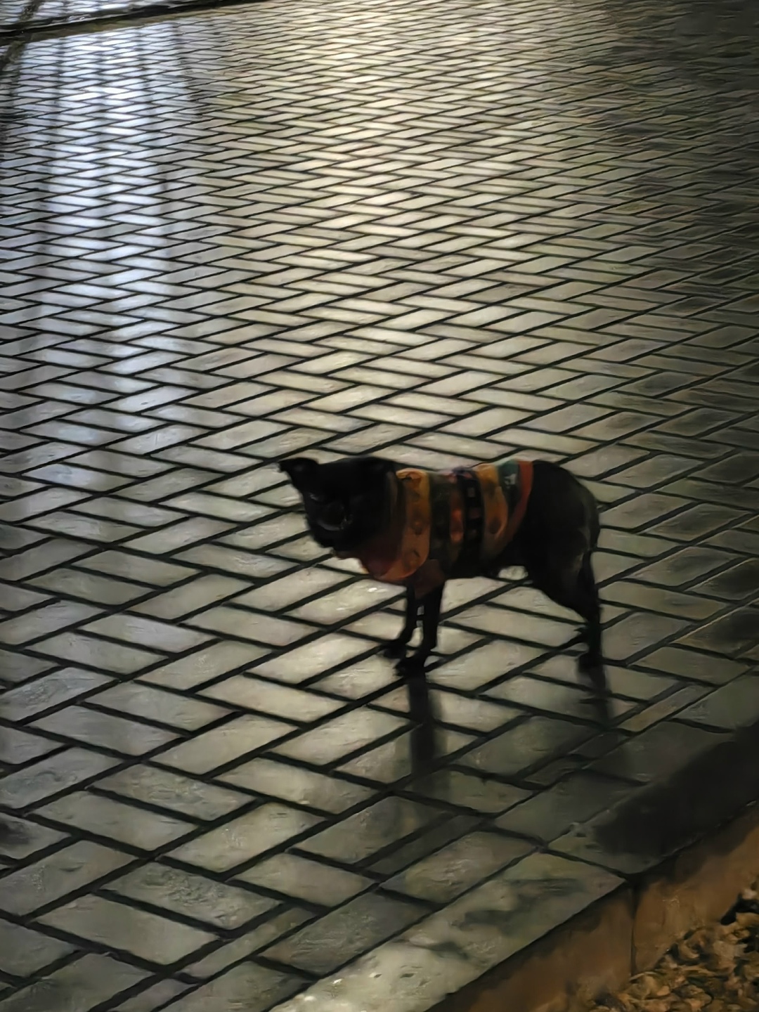 Найдена собака в Тамбове — фото объявления