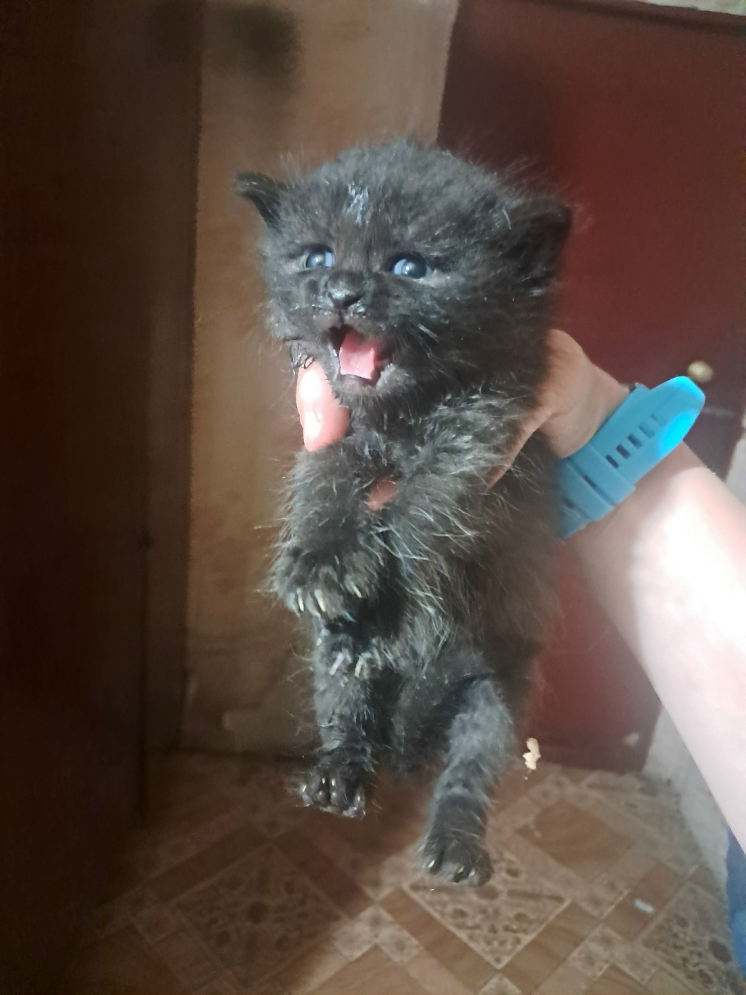 Найдена собака в Тамбове — фото объявления