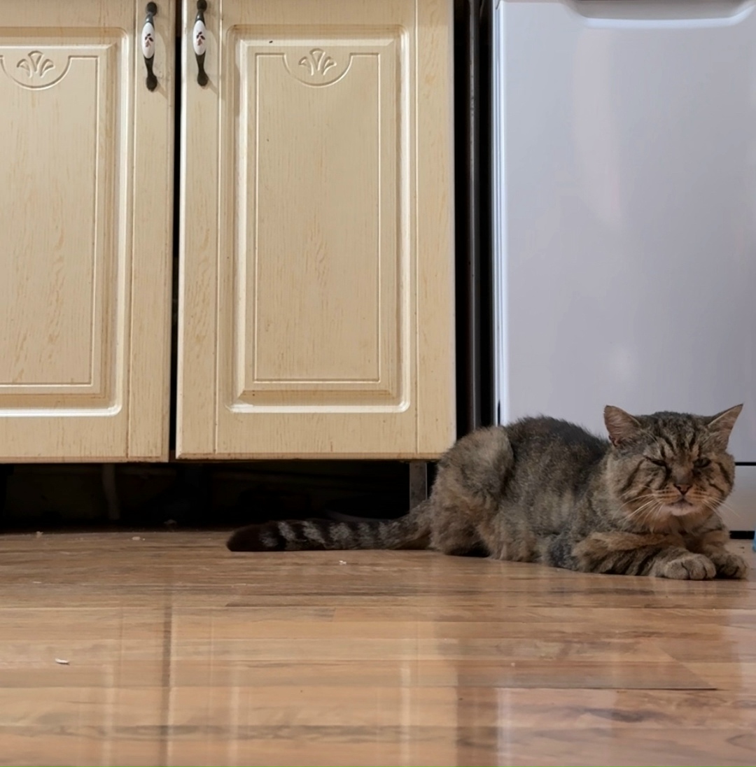 Найдена собака в Тамбове — фото объявления