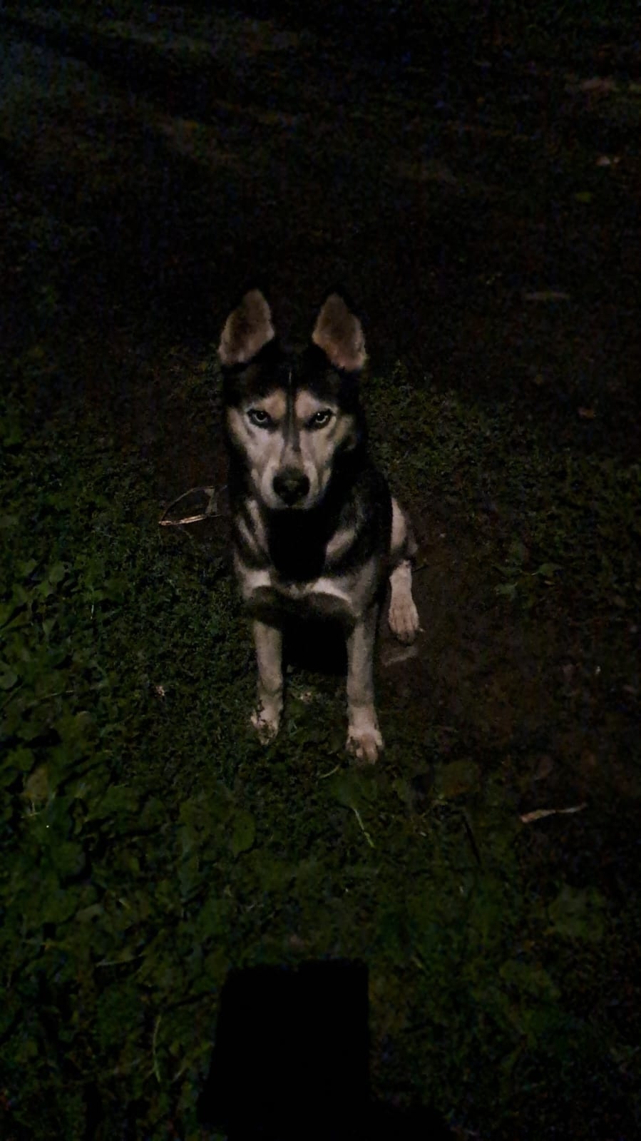 Найдена собака в Тамбове — фото объявления