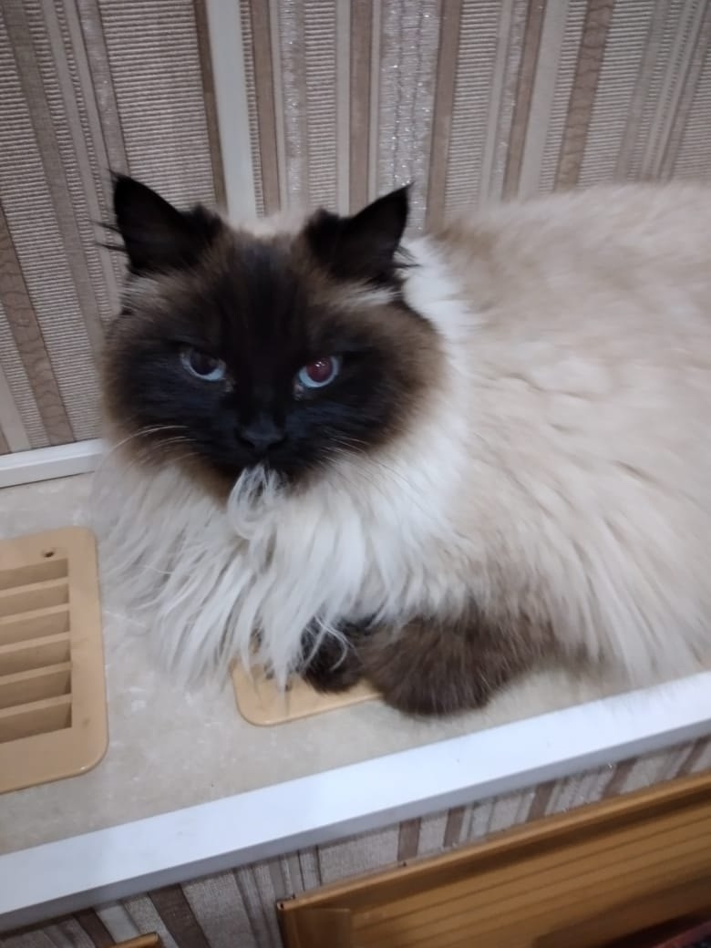 Найдена собака в Тамбове — фото объявления