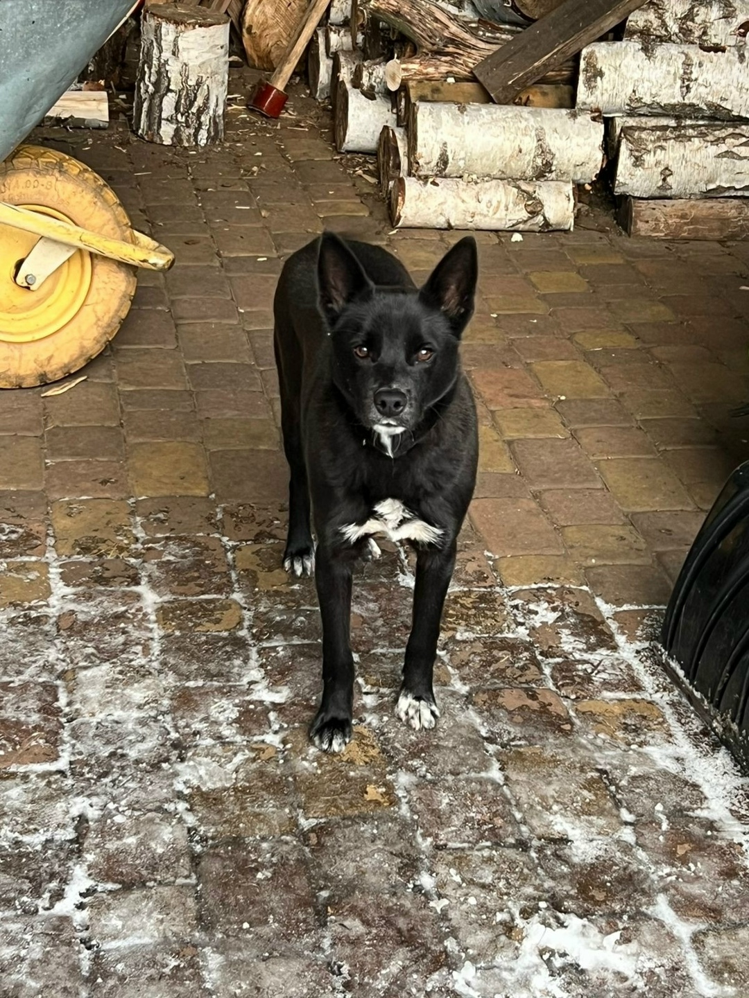 Найдена собака в Тамбове — фото объявления