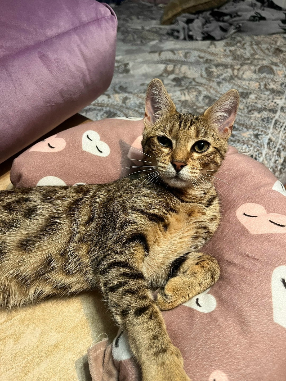 Найдена собака в Тамбове — фото объявления