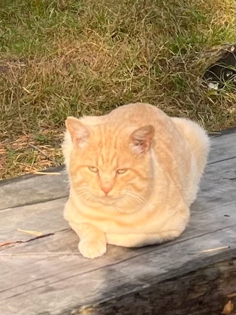 Найдена собака в Тамбове — фото объявления