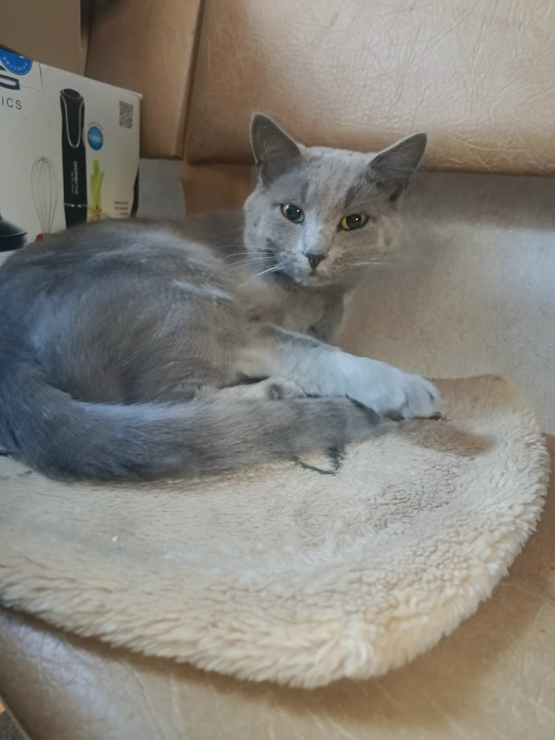 Найдена собака в Тамбове — фото объявления