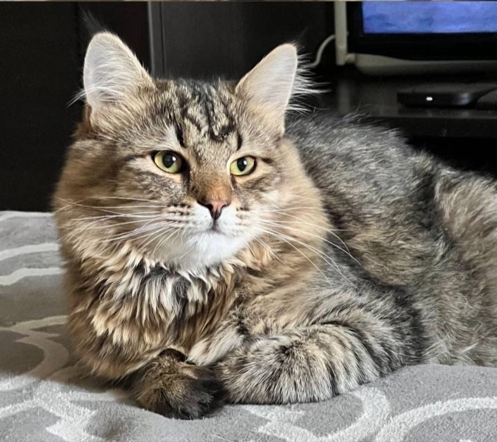 Найдена собака в Тамбове — фото объявления