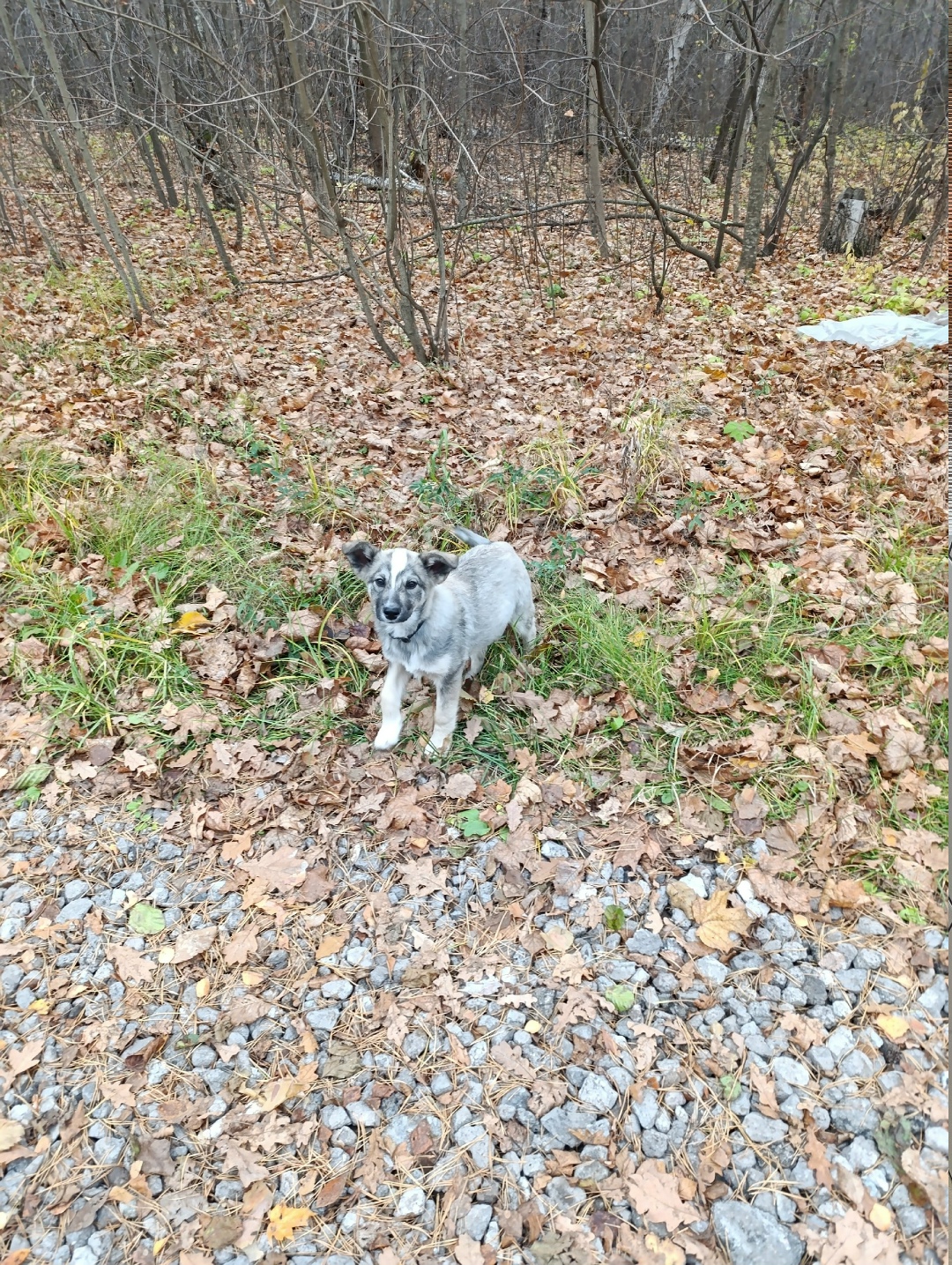Найдена собака в Тамбове — фото объявления