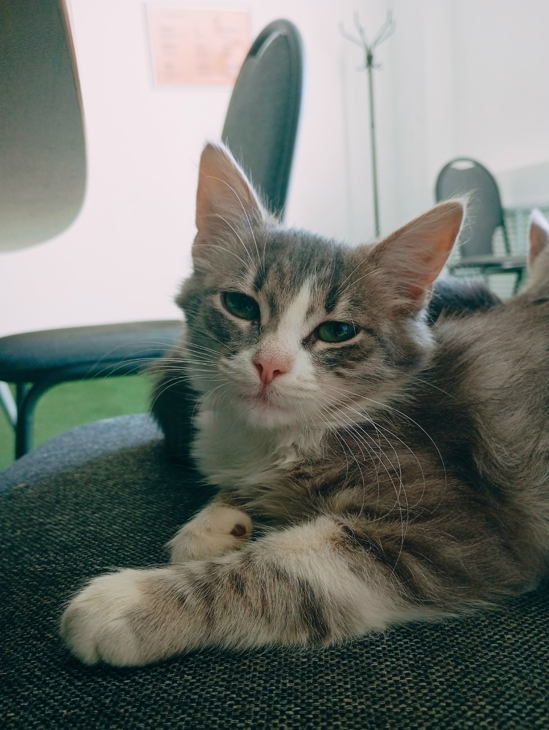 Найдена собака в Тамбове — фото объявления