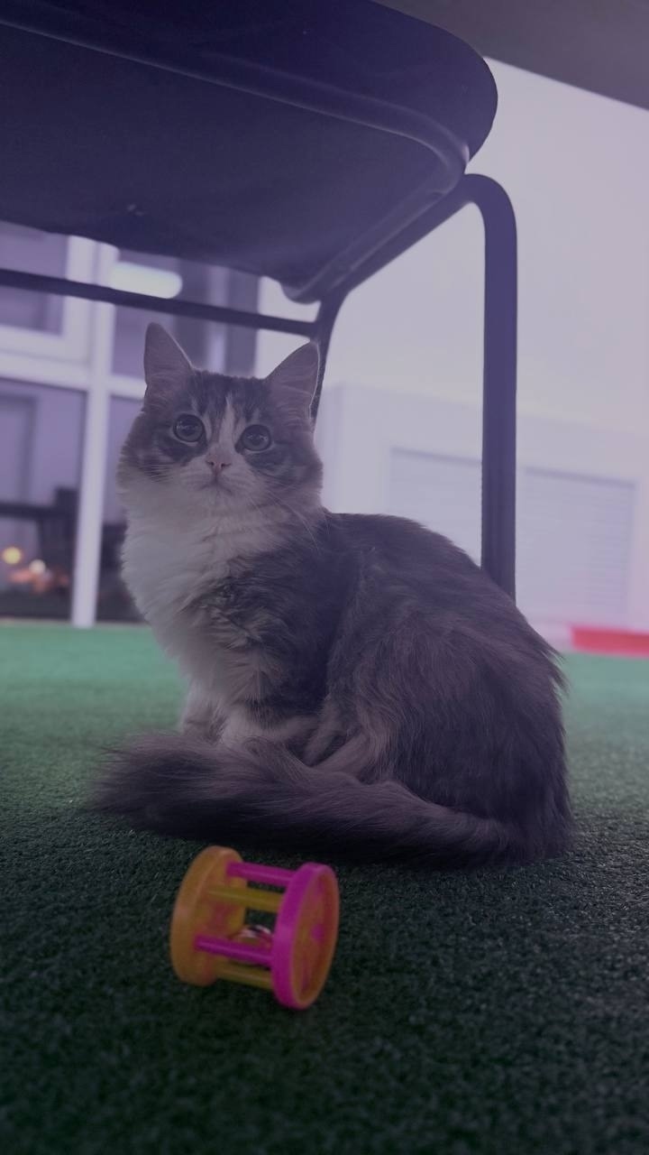 Найдена собака в Тамбове — фото объявления