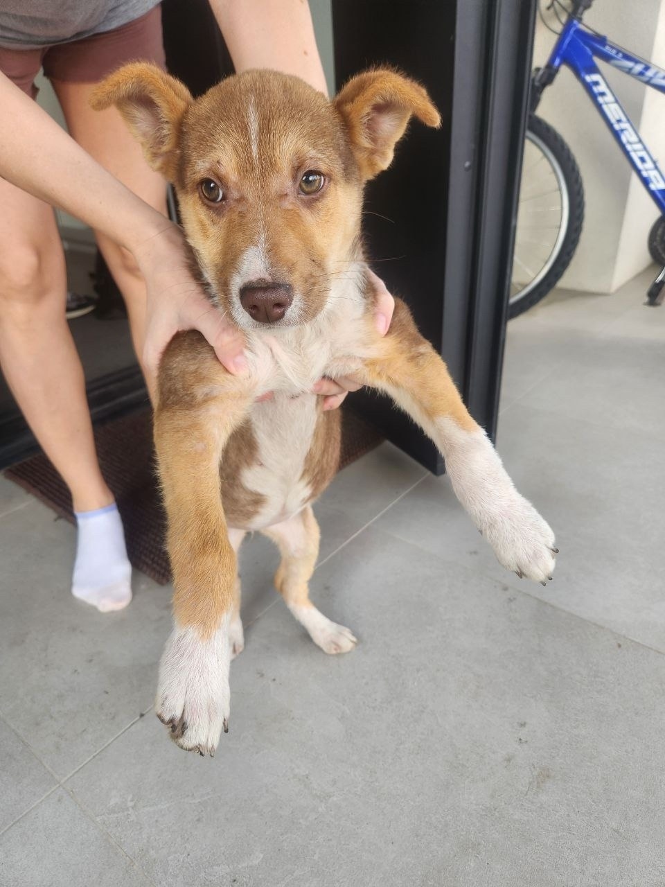 Найдена собака в Тамбове — фото объявления