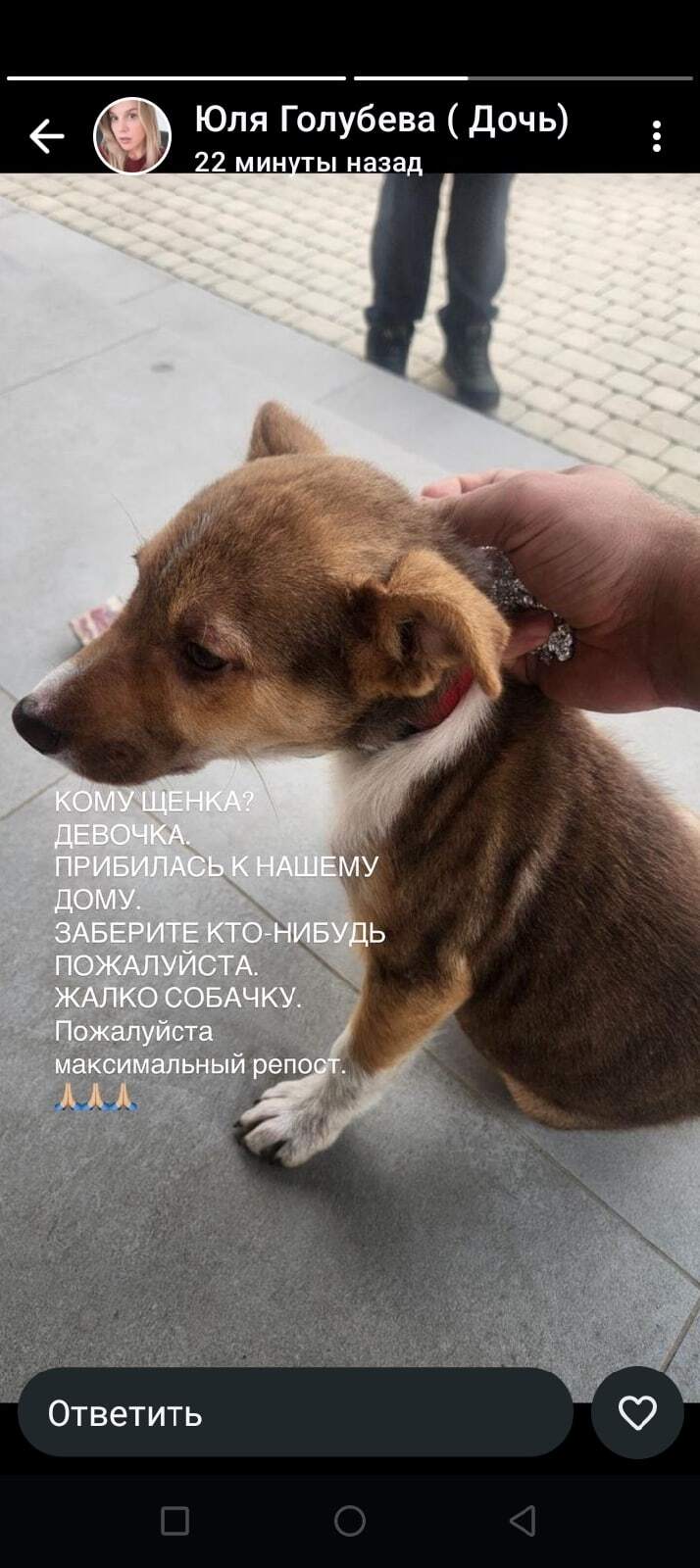 Найдена собака в Тамбове — фото объявления